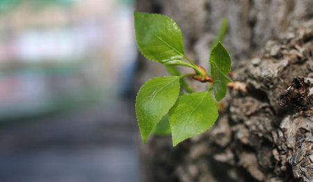 various objects of the spring season in the best of this wonderful periodの写真素材
