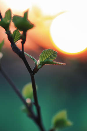 various objects of the summer season in the best of this wonderful periodの写真素材