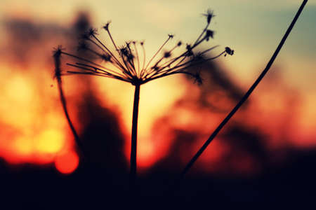 various objects of the summer season in the best of this wonderful periodの写真素材