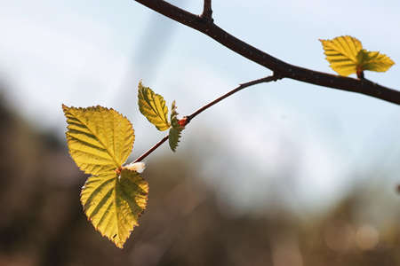 various objects of the summer season in the best of this wonderful periodの写真素材