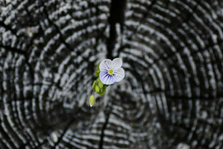 various objects of the summer season in the best of this wonderful periodの写真素材