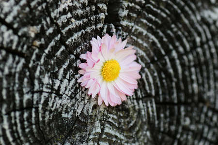 various objects of the summer season in the best of this wonderful periodの写真素材