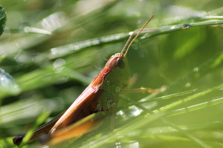 little grasshopper on grassの写真素材