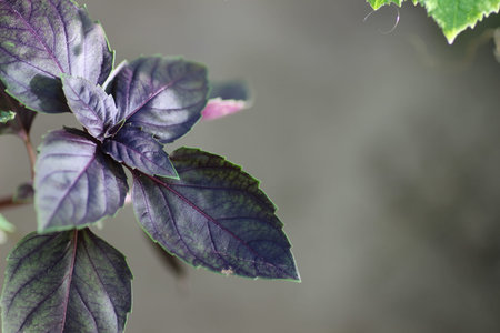 purple basil bushの写真素材