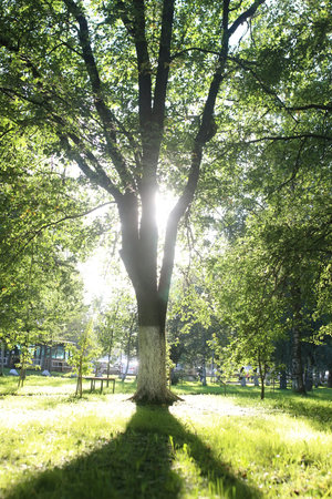 leafy park in a bright sunny day at sunset in the summer month of Augustの写真素材