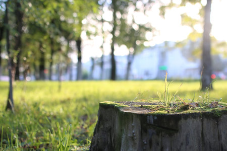 leafy park in a bright sunny day at sunset in the summer month of Augustの写真素材
