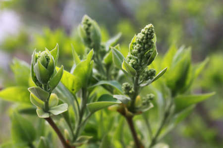 various objects of the spring season in the best of this wonderful periodの写真素材