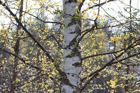 small leaves on the branches of young trees autumn dayの写真素材