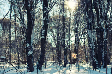 various objects of the winter season in the best of this wonderful periodの写真素材