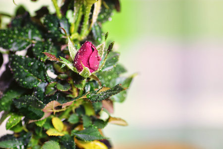horticulture and the process of preparation prepended seedlings for the new season