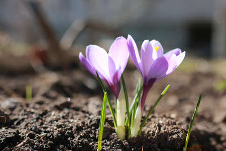 various objects of the spring season in the best of this wonderful periodの写真素材