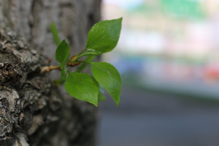 various objects of the spring season in the best of this wonderful periodの写真素材