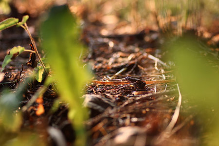 small frog in the grass