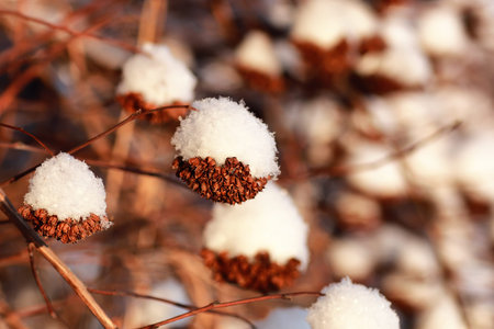 various objects of the winter season and lanscape in the best of this wonderful period