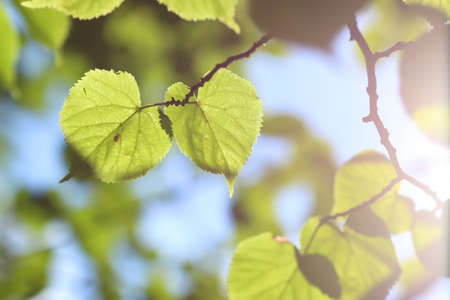 various objects of the summer season in the best of this wonderful periodの写真素材