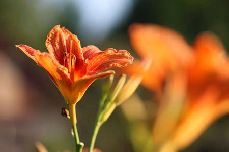 various objects of the summer season in the best of this wonderful periodの写真素材