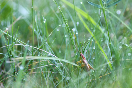 little grasshopper on grassの写真素材