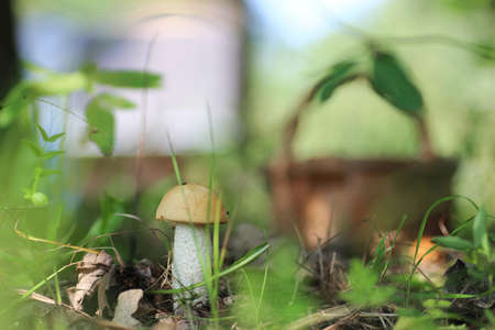 edible red hat mushroomの写真素材