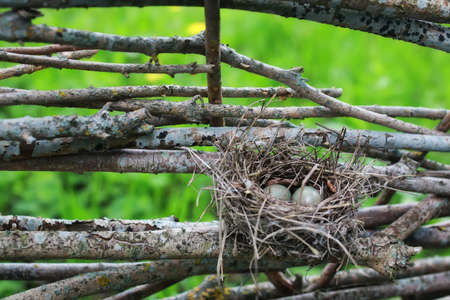 bird nest in natureの写真素材
