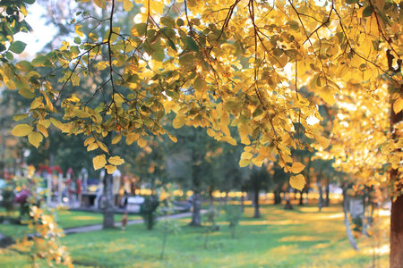 autumn park leaf sun