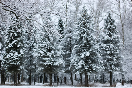 winter snow on fir tree branch
