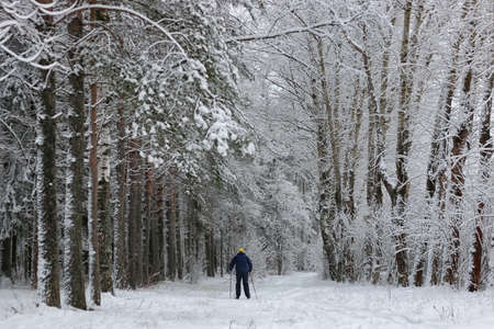 winter snow sport man run in tree parkの写真素材