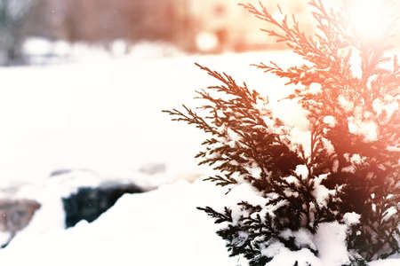 landscape winter day in a city park treesの写真素材