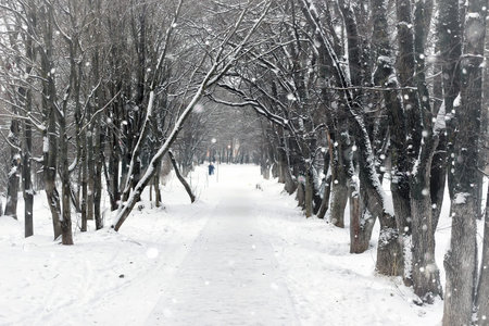 landscape winter day in a city park trees