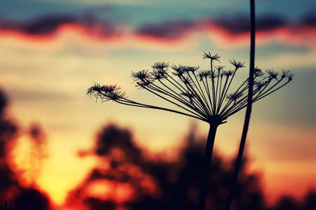 various objects of the summer season in the best of this wonderful periodの写真素材