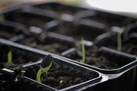 small sprout from seeds