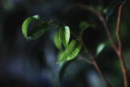 new seed green grassの写真素材