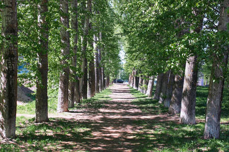 Alley of poplars with blossoming leaves in the middle of springの写真素材