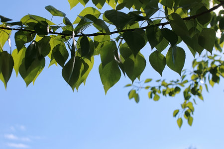 Green fresh leaves of trees on clear blue skyの写真素材