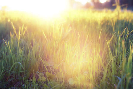 Wild flower on a green meadow in spring evening sunset hourの写真素材