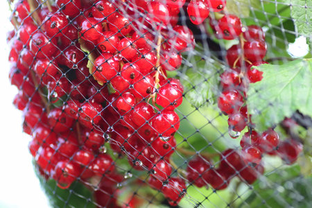 redcurrants on the bush