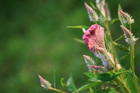 Purple bell on the nature
