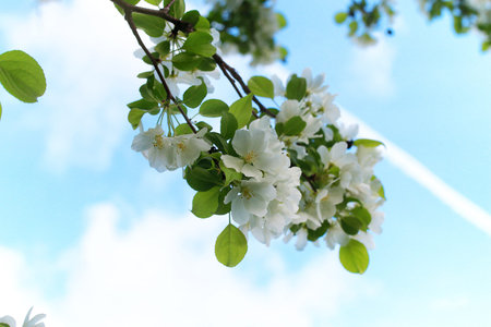 early spring flowering apple tree with bright white flowers