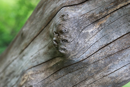 texture of the old dried-up tree at the beginning of the spring