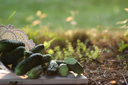 cucumber crop on the groundの写真素材