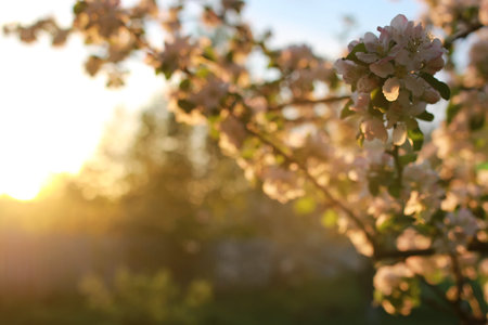 apple tree flower on sunset