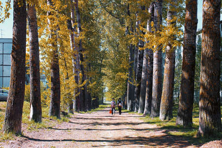Alley of poplars with yellowing leaves in late summerの写真素材