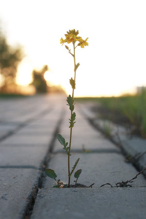 flower growing through the paving stone at sunsetの写真素材