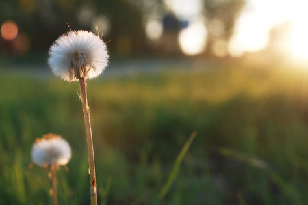 Field flower on green meadow in spring evening sunset hourの写真素材