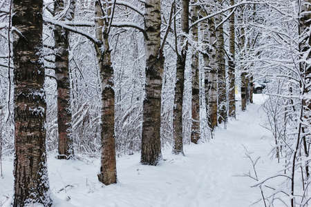 various objects of the winter season and lanscape in the best of this wonderful periodの写真素材