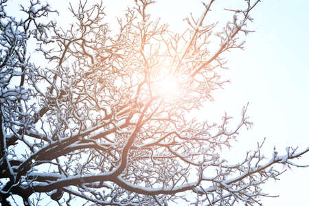 various objects of the winter season and lanscape in the best of this wonderful periodの写真素材