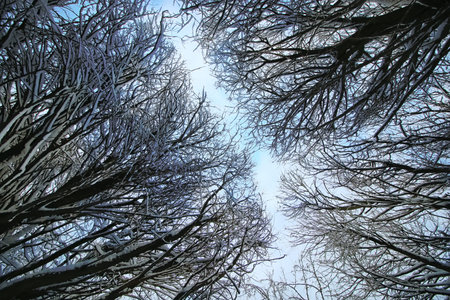 various objects of the winter season and lanscape in the best of this wonderful period