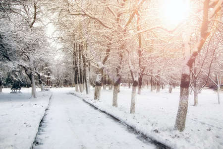 park alley tree way winterの写真素材