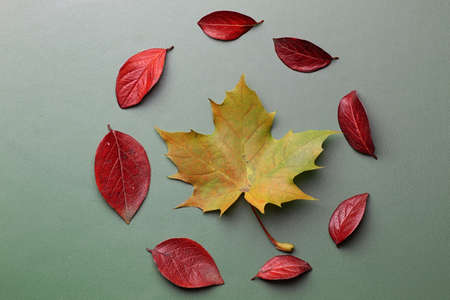 autumn leaf background on a green isolated tableの写真素材