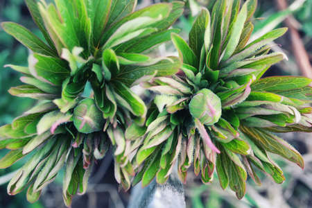 spring grass and flower in a fieldの写真素材