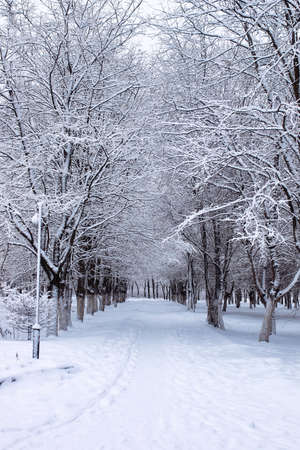 urban central park on the first snowy day of winterの写真素材